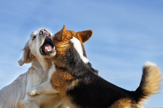 Welsh Corgi Pembroke and Golden Retriever playing in the garden on green grass. Dods have fun photo