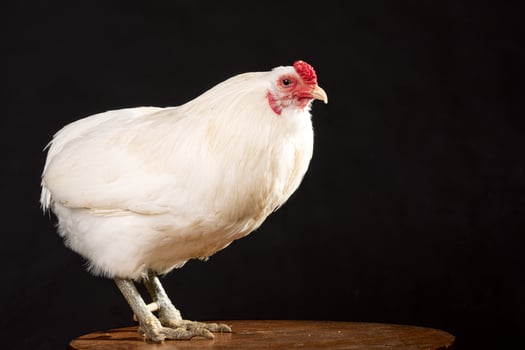 Portrait of a rooster without a tail on a black background, araucana breed photo