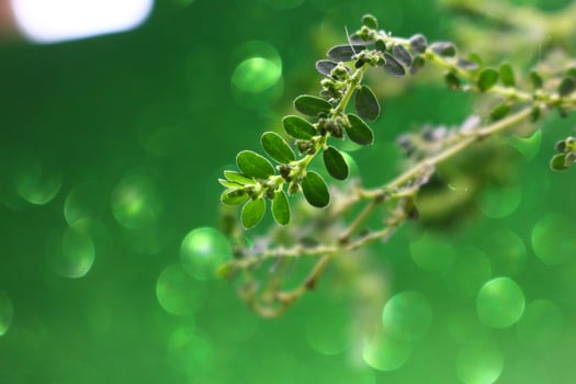 Closeup Of Green Leaves In Garden in Karachi Pakistan 2022 photo