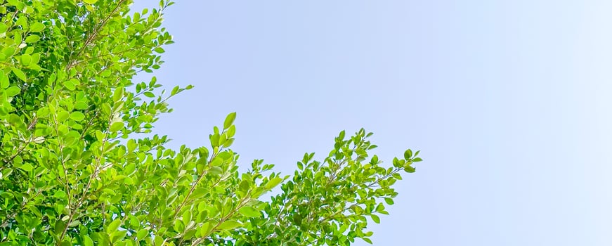 Tree leaves on blue sky background with copy space concept for greeting welcoming and invitation card for new year 2023 photo