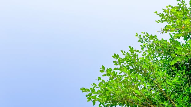Tree leaves on blue sky background with copy space concept for greeting welcoming and invitation card for new year 2023 photo