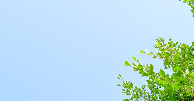 Tree leaves on blue sky background with copy space concept for greeting welcoming and invitation card for new year 2023 photo