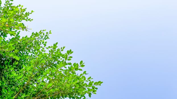 Tree leaves on blue sky background with copy space concept for greeting welcoming and invitation card for new year 2023 photo