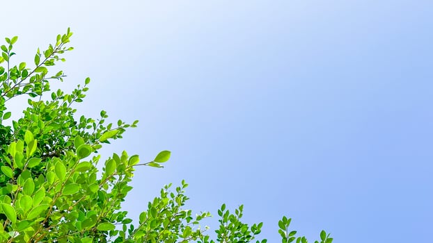 Tree leaves on blue sky background with copy space concept for greeting welcoming and invitation card for new year 2023 photo