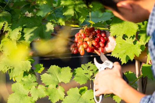 Young asian farmer's hand and grape harvest Farmers collaborate with freshly harvested red grapes to produce red wine. photo