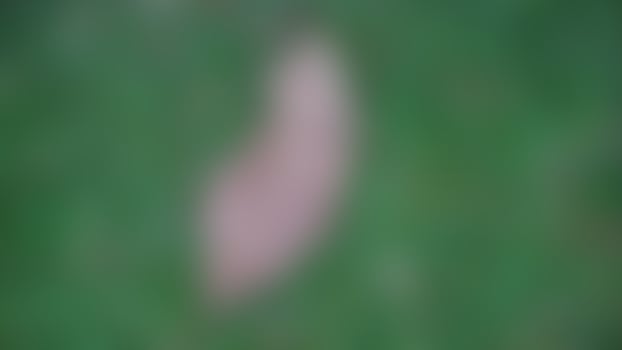 dry leaves on green grass in a park photo