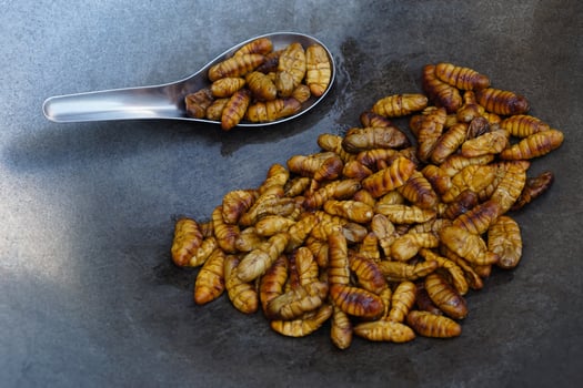 Closeup fried silk worms on pan.  Concept, weird food. Insects eating. High protine. Traditional Thai street food in Thailand. Edible Worms. photo