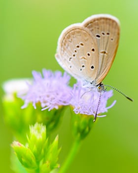 Close up small brown butterfly Tiny Grass Blue photo