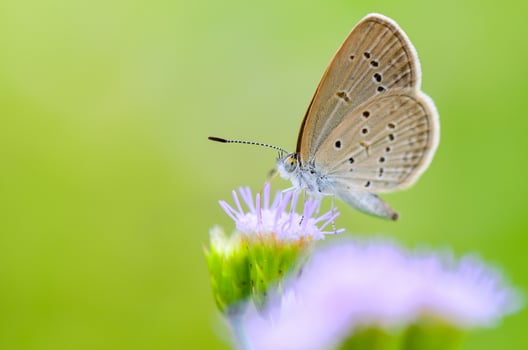 Close up small brown butterfly Tiny Grass Blue photo