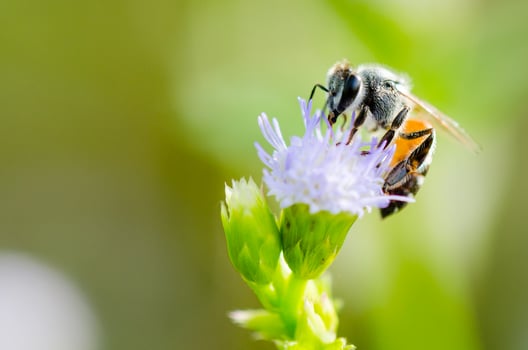 Small bee eating nectar on flower of Goat Weed photo