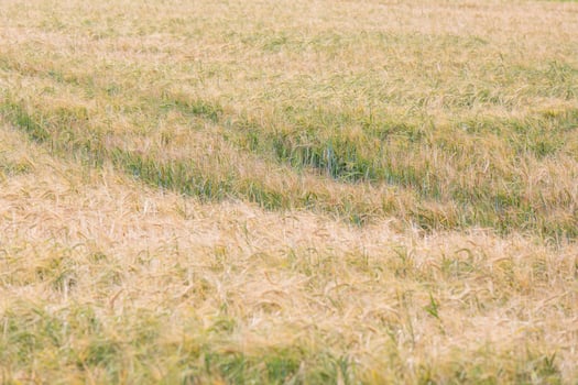 Ripe corn field photo