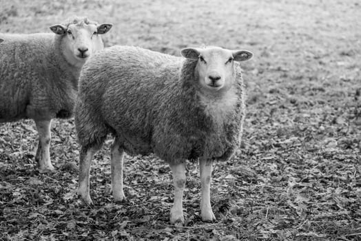 Sheeps on a field in germany photo