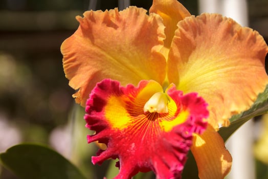 Cattleya orchids-yellow-orange In nurseries in the gardens of farmers grown for sale and export to foreign countries in Europe and America are beautiful flowers. photo