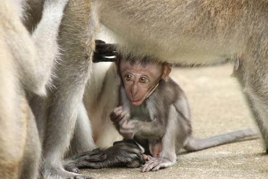 Long tailed Macaque macaca fascicularis photo