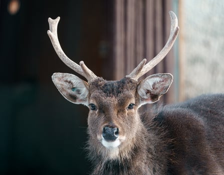 Indochinese Sika Deer photo