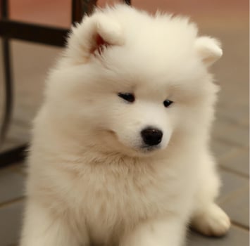 Close up portrait of cute samoyed dog photo