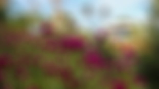 amazing purple flowers in the garden photo