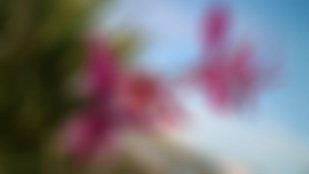 beautiful pink flower in garden photo