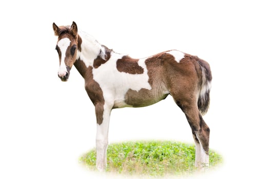 Brown and white foal isolated photo