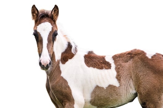 Brown and white horse isolated photo