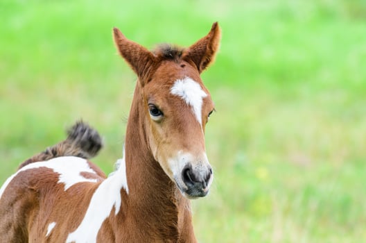 Close up foal with brown and white photo
