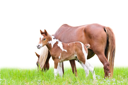 Mare and foal with brown white photo