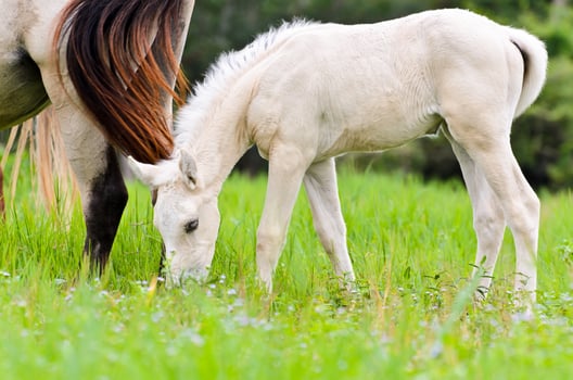 White foal graze near the mother photo
