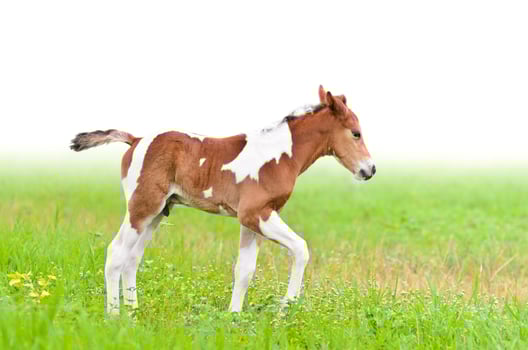 Horse foal walking in green grass photo