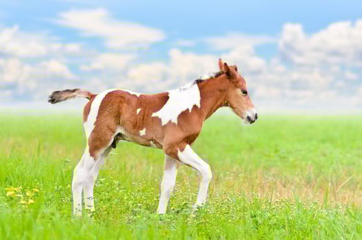 Horse foal walking in green grass photo