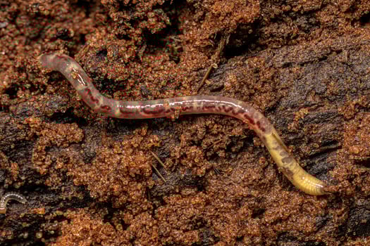 Small Earthworm Arthropod photo