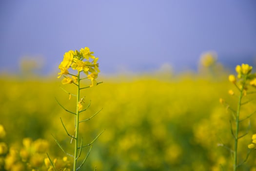 Close-up Focus A Beautiful  Blooming  Yellow rapeseed flower  with blurry background photo