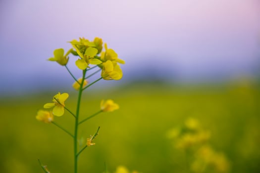 Close-up Focus A Beautiful  Blooming  Yellow rapeseed flower  with blurry background photo
