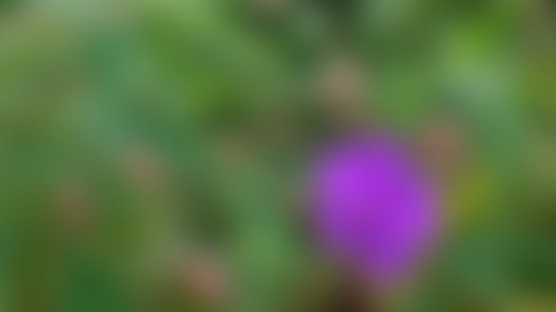 beautiful purple Pleroma urvilleana flowers as a background photo