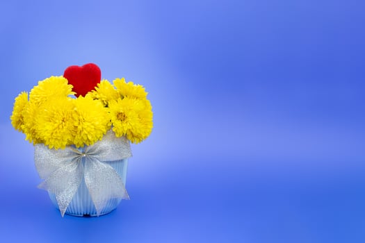 Yellow chrysanthemums in pot with bow and heart on blue background. Valentine's, International Women's Day, Birthday. Copy space photo