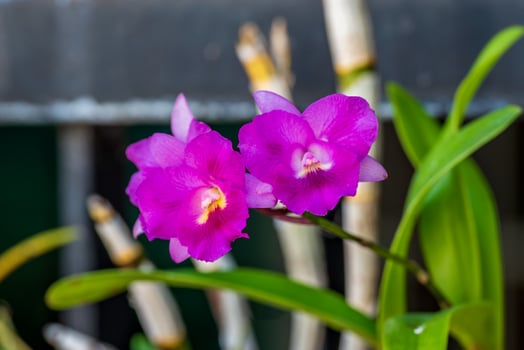 orchid flower blooming in the garden photo