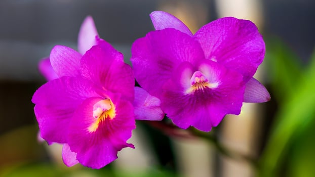 orchid flower blooming in the garden photo