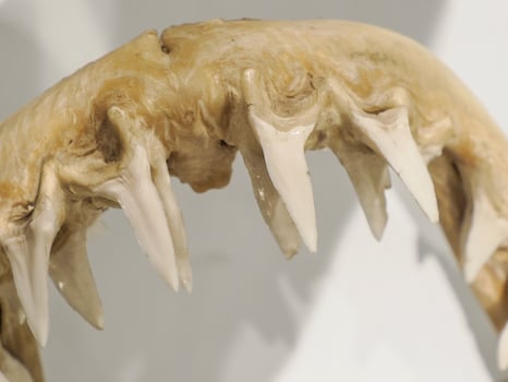 Mako shark jaw showing teeth photo