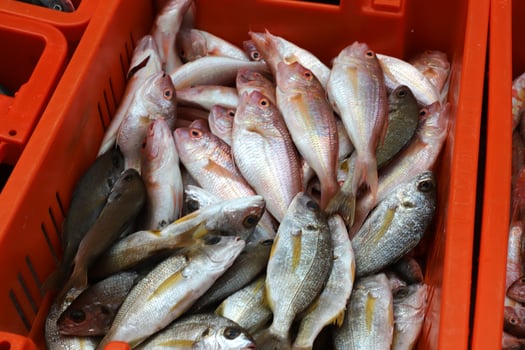 Fresh fish is sold at a bazaar in Israel. photo