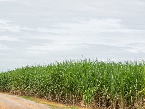 Sugarcane field at sunrise. Aerial view or top view of Sugarcane or agriculture in Thailand. photo