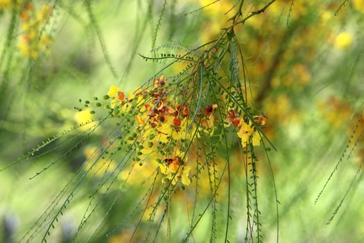 Summer flowers in a city park in Israel. photo