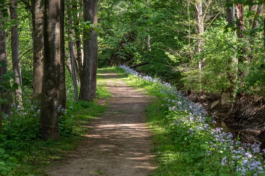 Path winding through a carpet of flowers in a forest photo