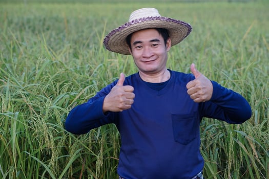 Handsome Asian man farmer is at paddy field , wears hat, blue shirt, two hands thumbs up. Feels confident.  Concept, agriculture occupation, farmer grow organic rice. photo