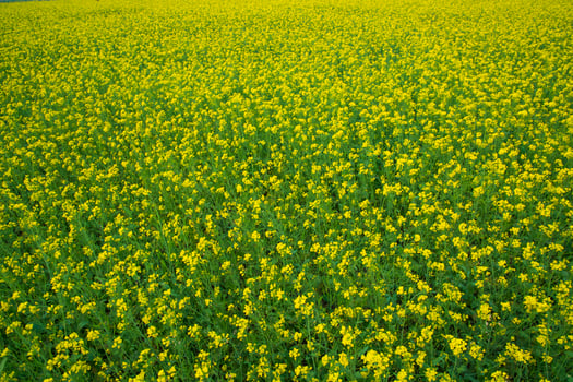 Beautiful Yellow Blooming rapeseed flower in the field natural Landscape view photo