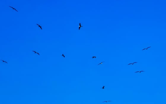 Fregat birds flock fly blue sky background Puerto Escondido Mexico. photo