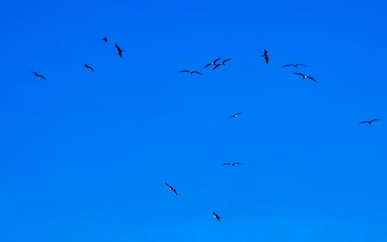 Fregat birds flock fly blue sky background Puerto Escondido Mexico. photo