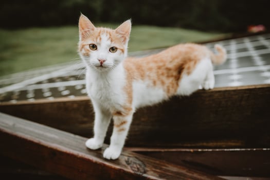 Curious white-brown Kitten standing half on the roof with solar panels and half on the wet wooden railing during the rainy day in Slovenian mountains photo