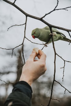 Man offers the piece of banana to Rose-ringed parakeet who is sitting on the branch of the tree watching this piece in London Hyde park during the rainy January day in vertical orientation photo