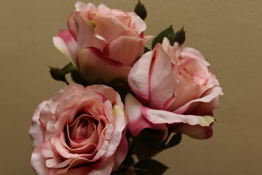 Pink bouquet of roses illustrated on a blank background photo