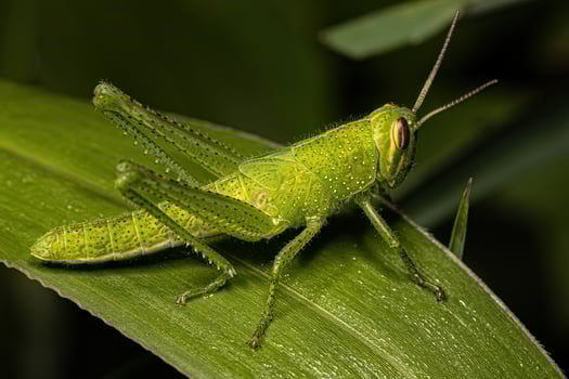 Bird Grasshopper Nymph photo