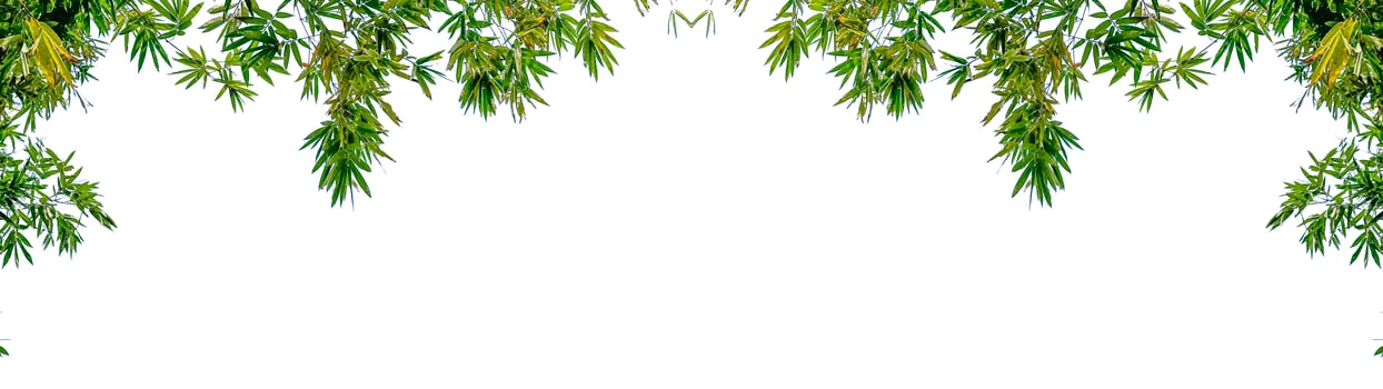 Green tree leaves on white background copy space photo